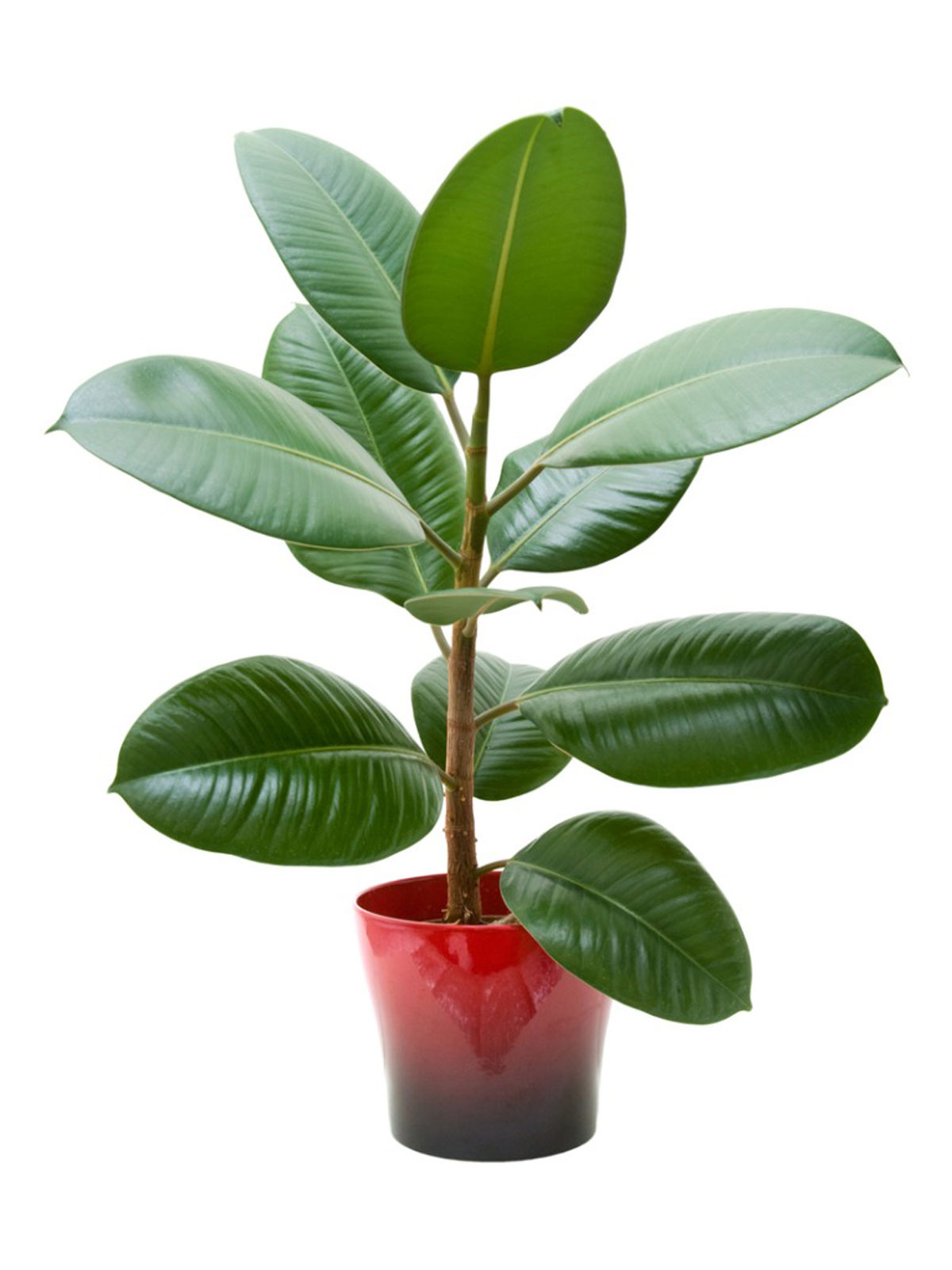 Rubber Plant